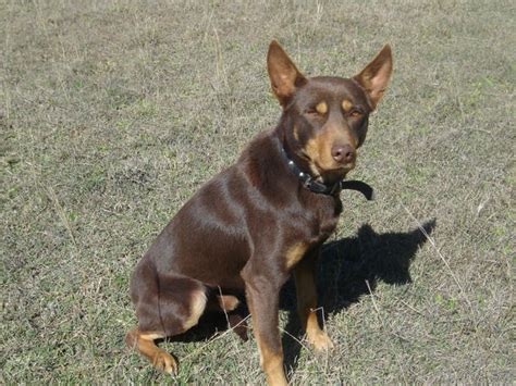 Australian Kelpie pups for sale to a good home Mother is a red and tan stationbred kelpie WKC registered as Stationbred Blue IV She . . Red kelpie pups for sale qld